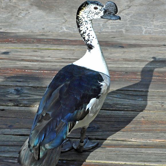  p>瘤鸭(学名: i>sarkidiornis melanotos /i>) 大型 a href="#">鸭 