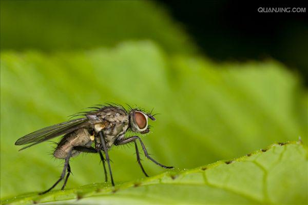  p>家蝇( i>musca domestica /i> l i>. /i>)属于双翅目,蝇科.