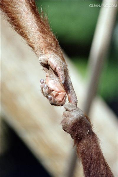 href="#" data-lemmaid="1593453">猴子 /a>最大不同的地方就是没有 a