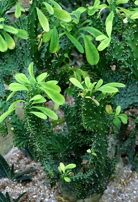 麒麟角图片 百度百科