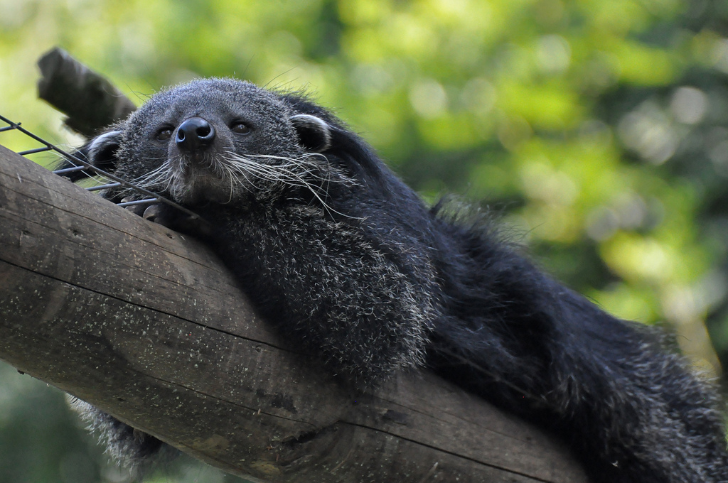  p>熊狸(学名: i>arctictis binturong /i>)别名熊灵猫,为灵猫科下的