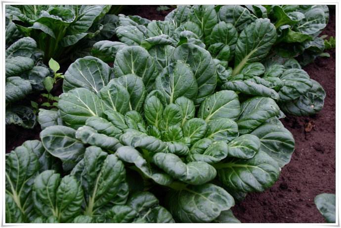  p>塌棵菜(学名: i>brassica narinosa /i> l. h.