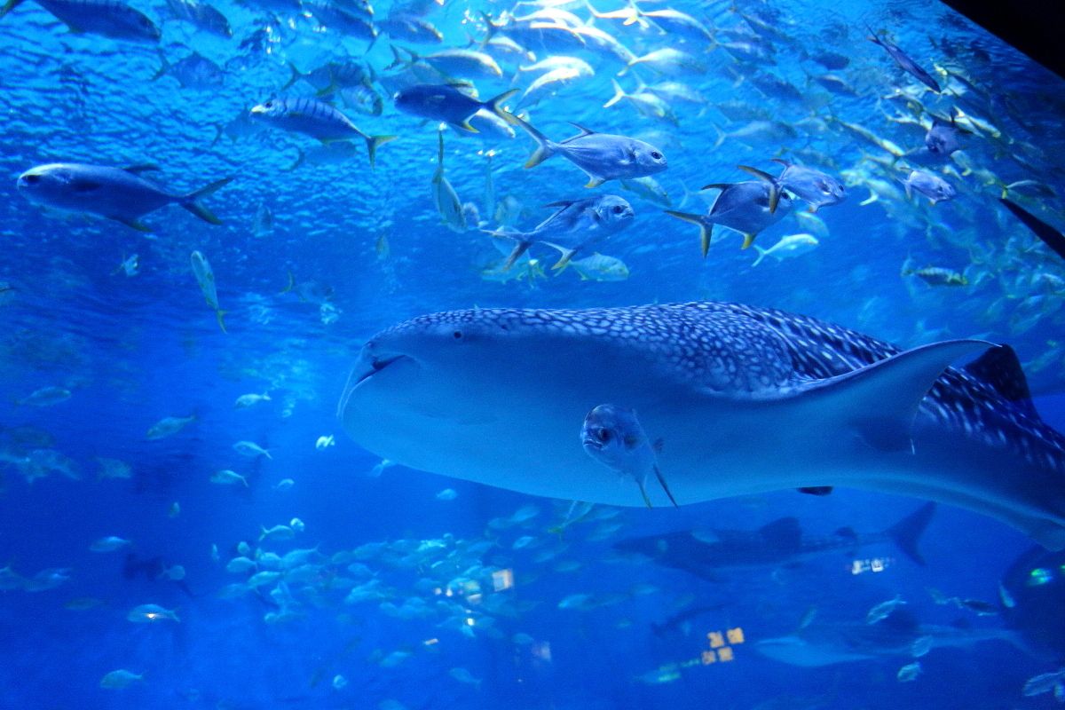 烟台海昌鲸鲨馆