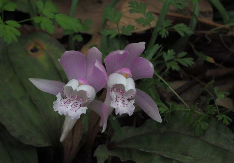 独花兰（兰科独花兰属植物）_百度百科