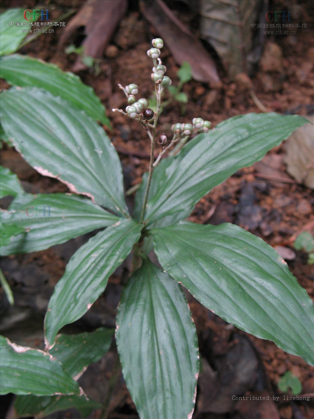 pollia miranda (levl.) hara