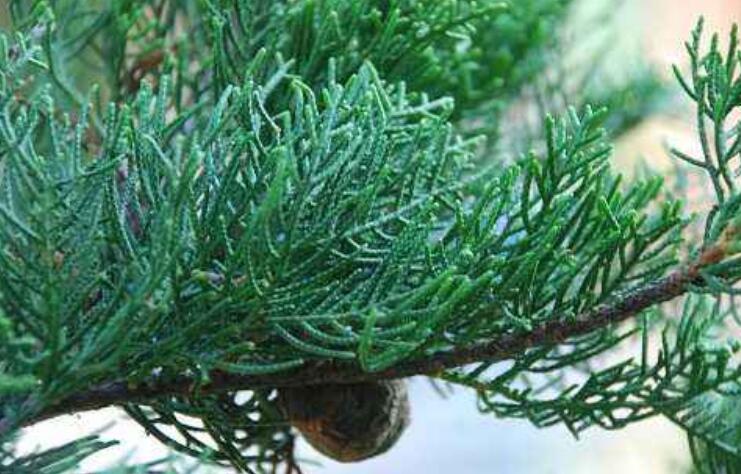  p>岷江柏木(学名: i>cupressus chengiana /i> s. y.