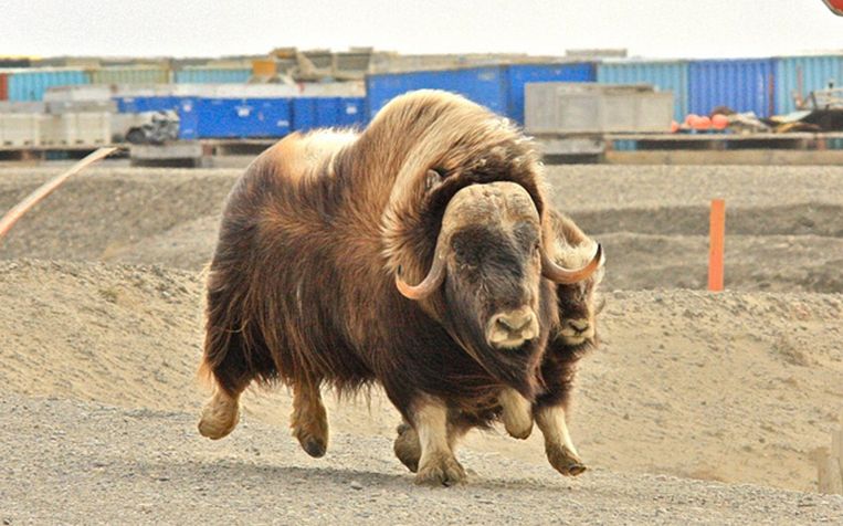  p>麝牛(学名: i>ovibos moschatus /i>):偶蹄目,牛科,麝牛属下的一种