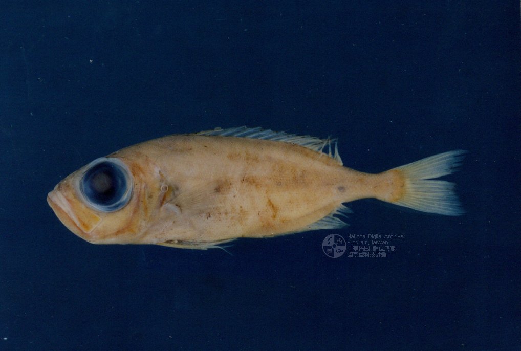  p>大眼青眼鱼(学名:chlorophthalmus albatrossis)为青眼鱼科青眼鱼