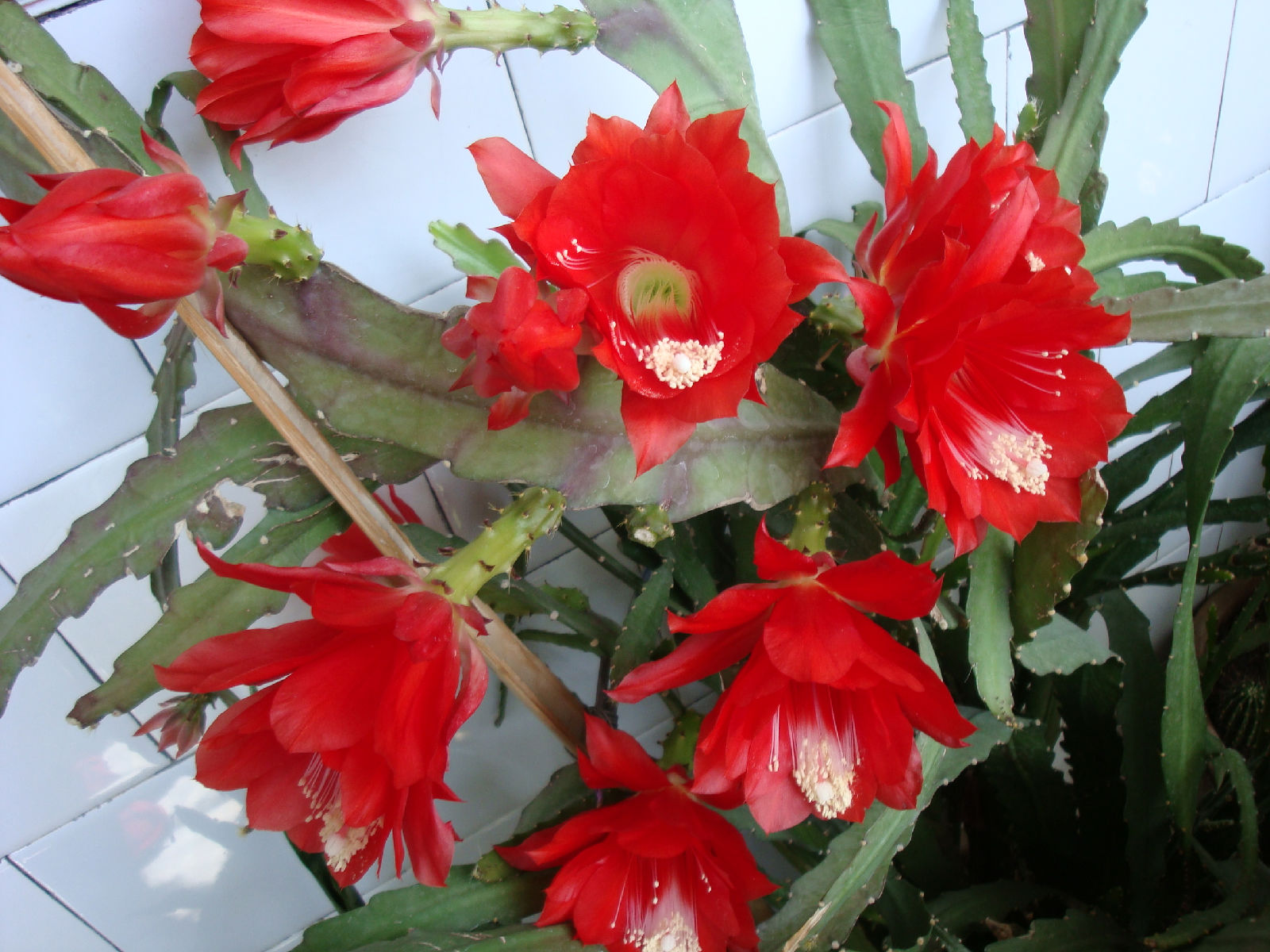  p>令箭荷花( i>nopalxochia ackermanni /i> i>i /i> kunth),为 a