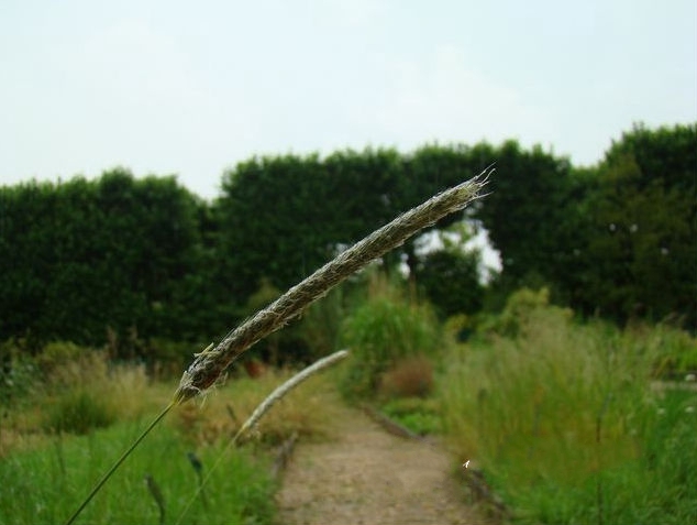  p>大看麦娘(学名: i>alopecurus pratensis /i> linn.