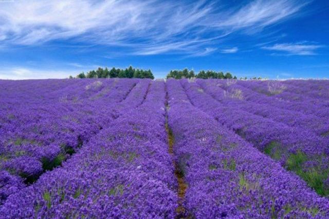 爱琴海薰衣草庄园