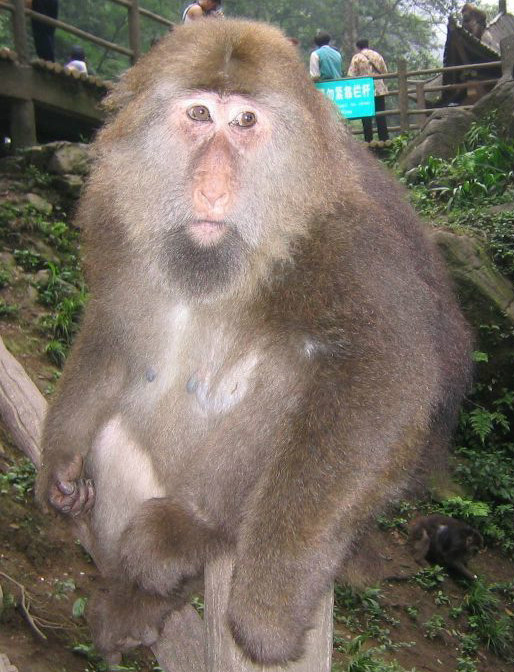  p>峨眉藏酋猴(学名: i>macaca thibetana thibetana /i>):是 a href=