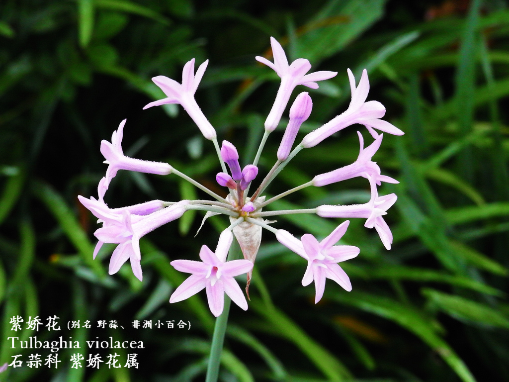 紫雀花属( a target="_blank" href="/item/学名/8074290" data