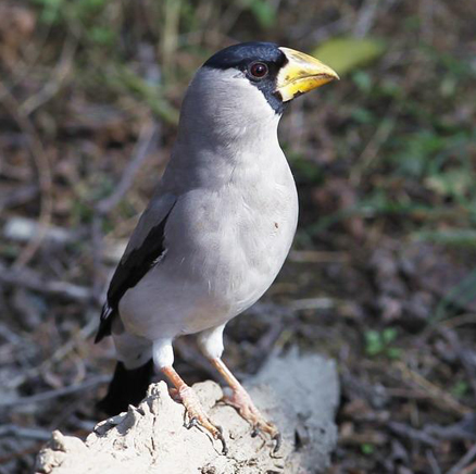  p>黑头蜡嘴雀(学名: i>eophona personata /i>):体长17-20厘米,全身