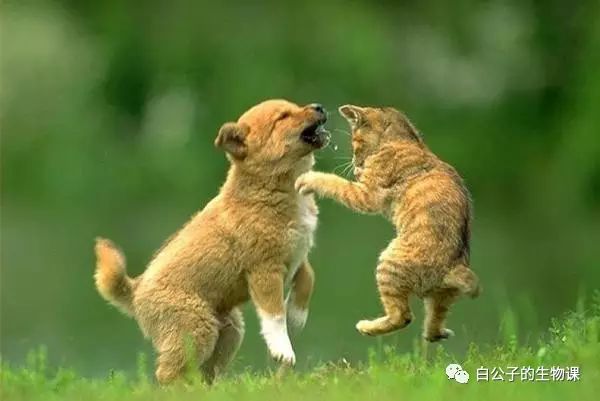 为什么你家的狗狗总是撵猫咪？原来都是因为听到了猫叫呀！_百科TA说