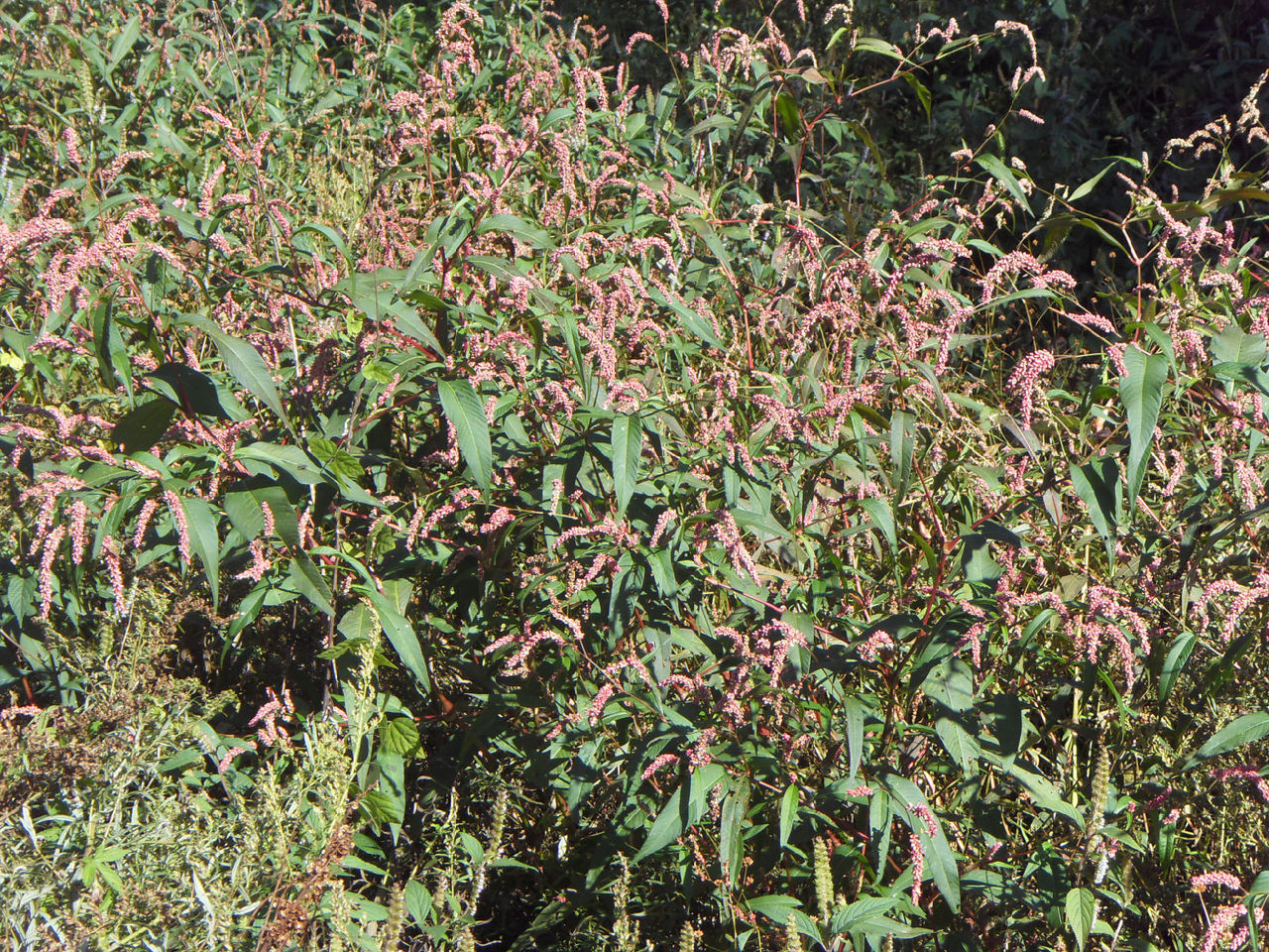 p>水蓼(学名: i>polygonum hydropiper /i> l.