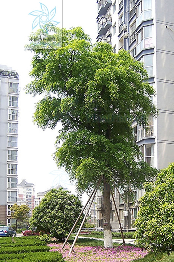 是豆科皂荚属落叶乔木,枝为刺圆柱形,小叶卵状披针形或长圆形;花杂性