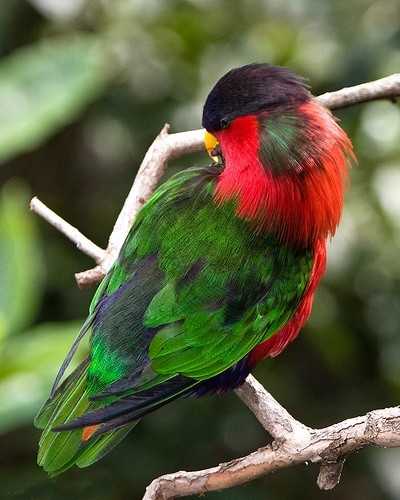  p>绿领吸蜜鹦鹉(学名:phigys solitarius)羽色鲜艳,体为红色,前额和