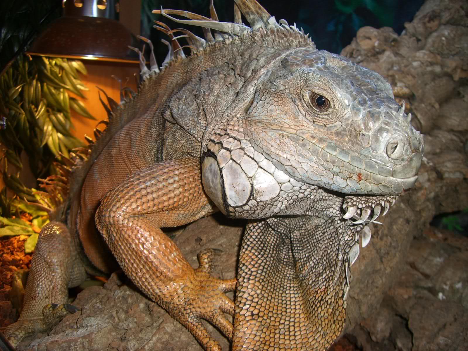 calotes  kakhienensis