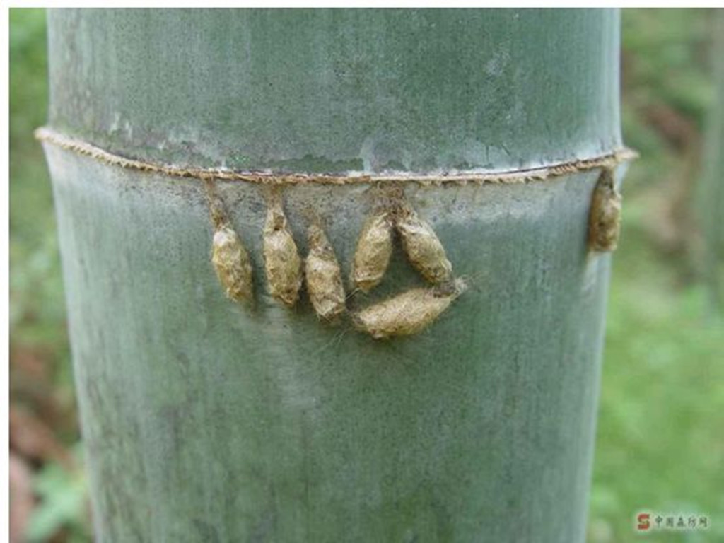 刚竹毒蛾