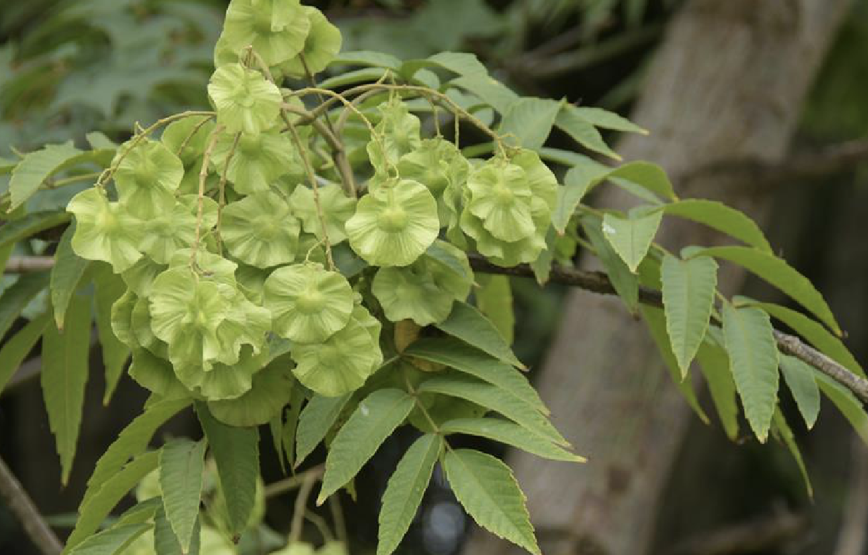 金钱槭(学名: i>dipteronia dyerana /i> henry)是槭树科金钱槭属植物