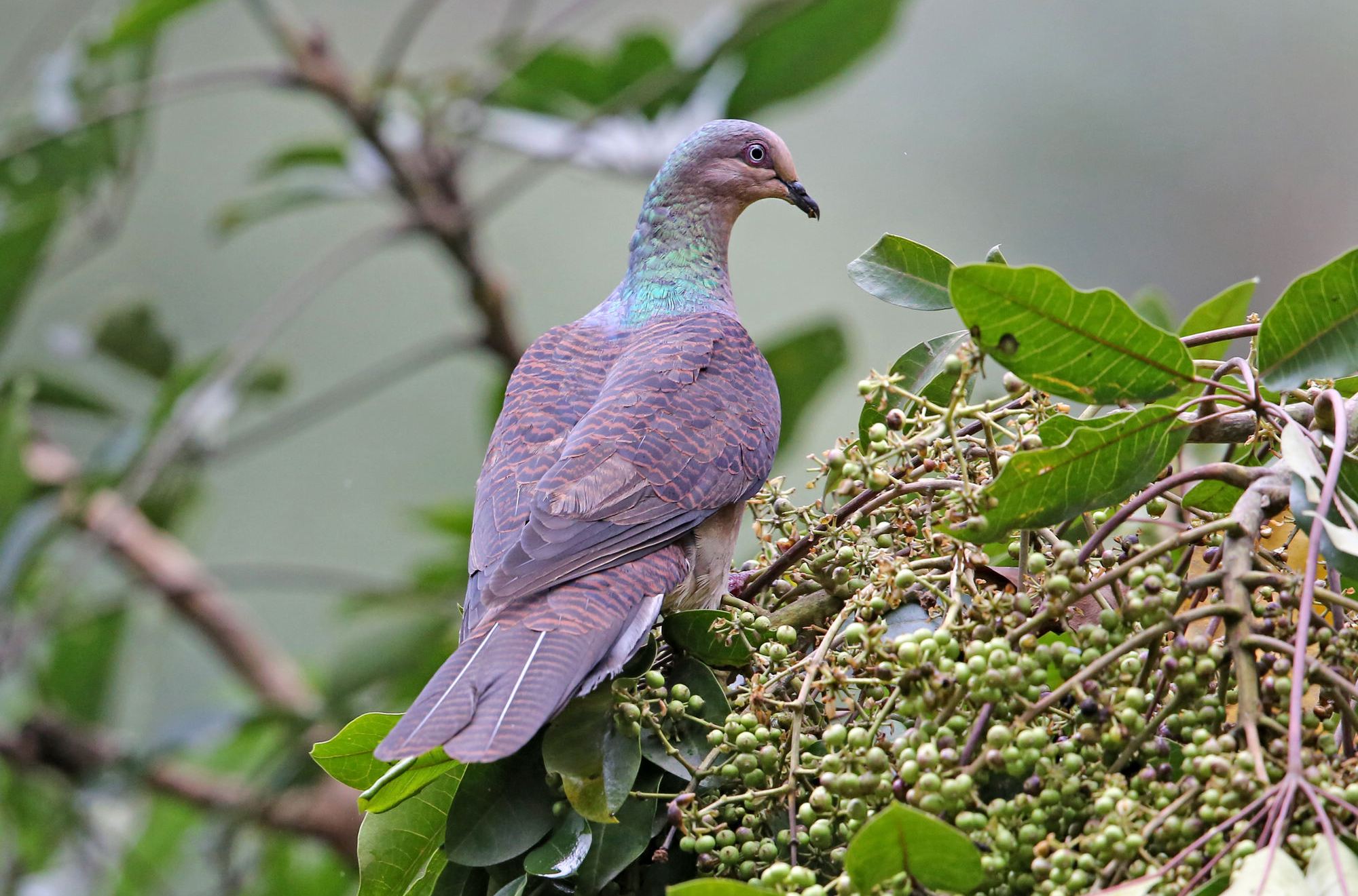 macropygia ruficeps nana