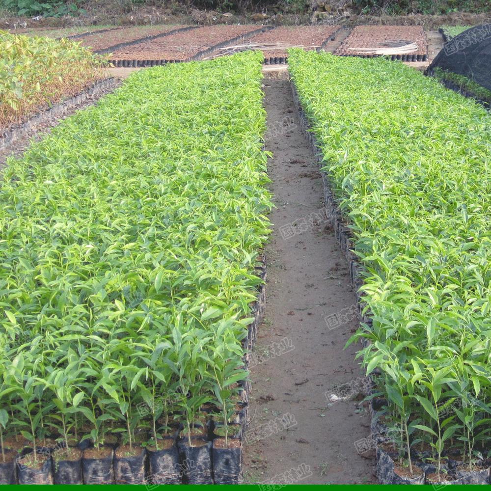  p data-id="gnwhvrjbuc">香元别名土沉香,白木