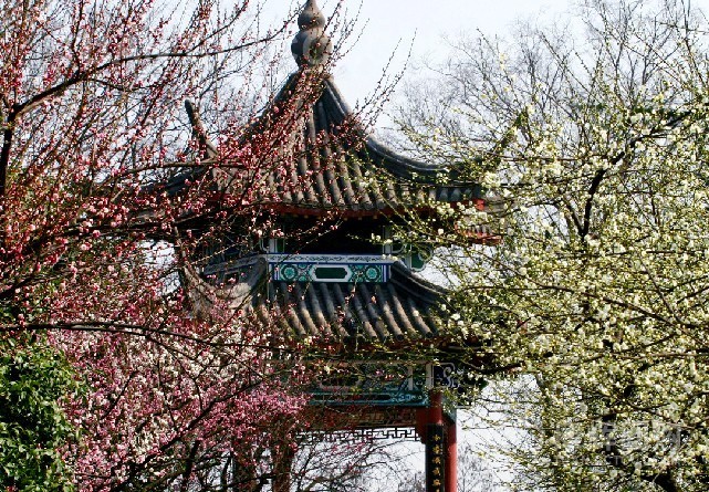  p>东湖梅园(武汉东湖磨山梅园)为全国 a target="_blank" href="