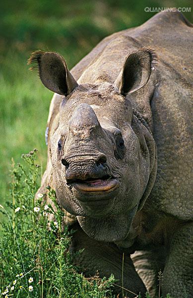 rhinoceros unicornis