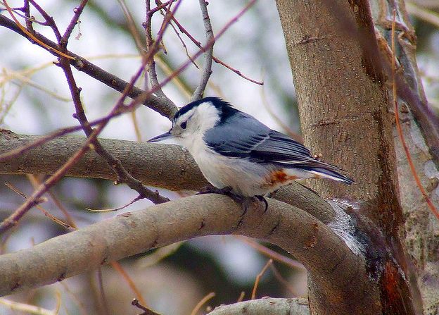  p>白胸鳾(学名:sitta carolinensis)是小型 a href="#" data-lemmaid