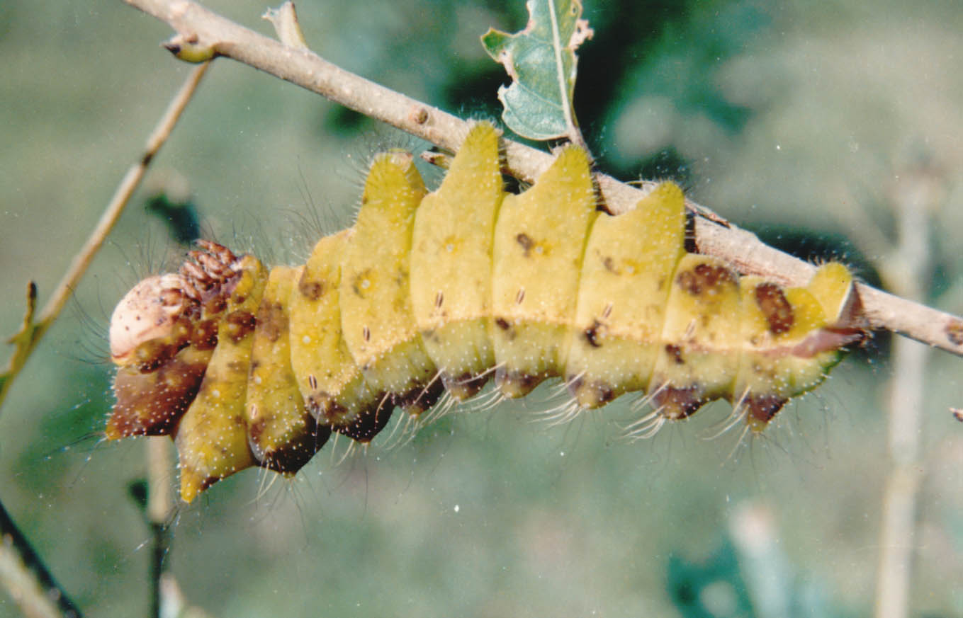 解毒消肿,主吐血,衄血,崩漏,肠痔下血,赤白痢疾,咽喉肿痹,牙疳,口疮
