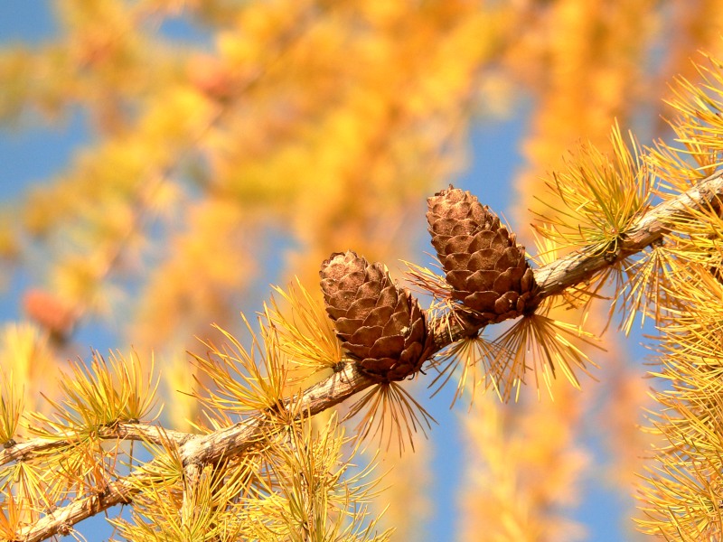  p>欧洲落叶松(学名: i>larix decidua /i> mill.