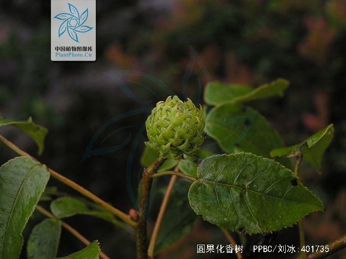 platycarya longipes wu