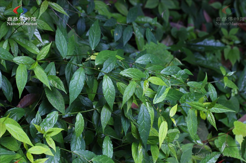  p>大戟科是 a target="_blank" href="/item/被子植物门/229000"