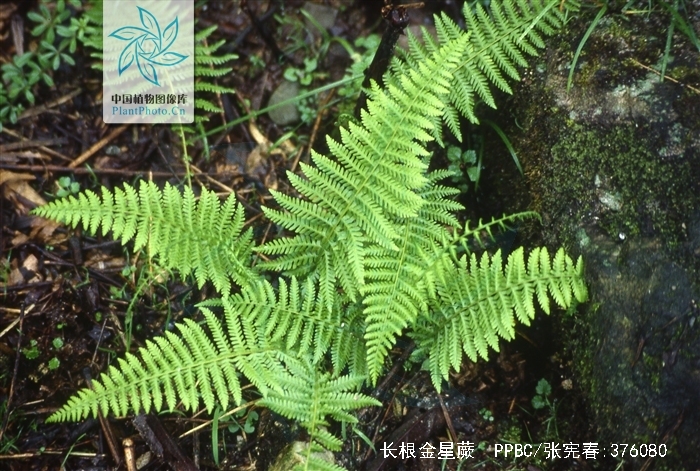  p>长根金星蕨(学名: i>parathelypteris beddomei /i> (bak.