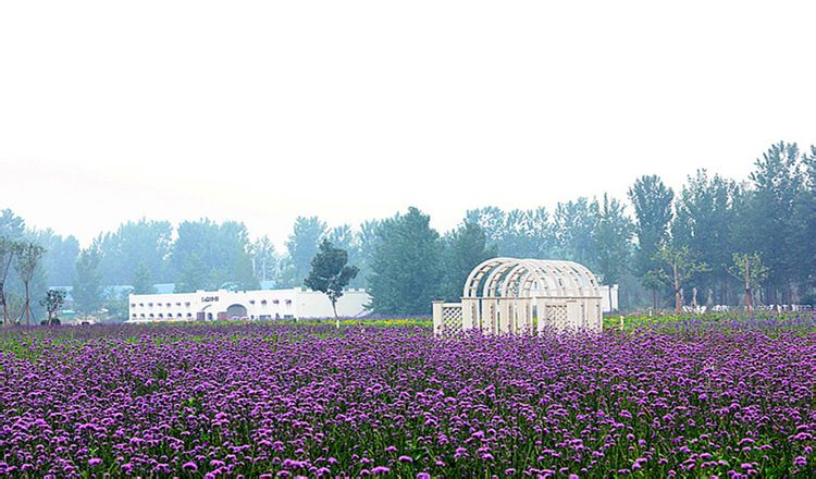 郑州薰衣草庄园