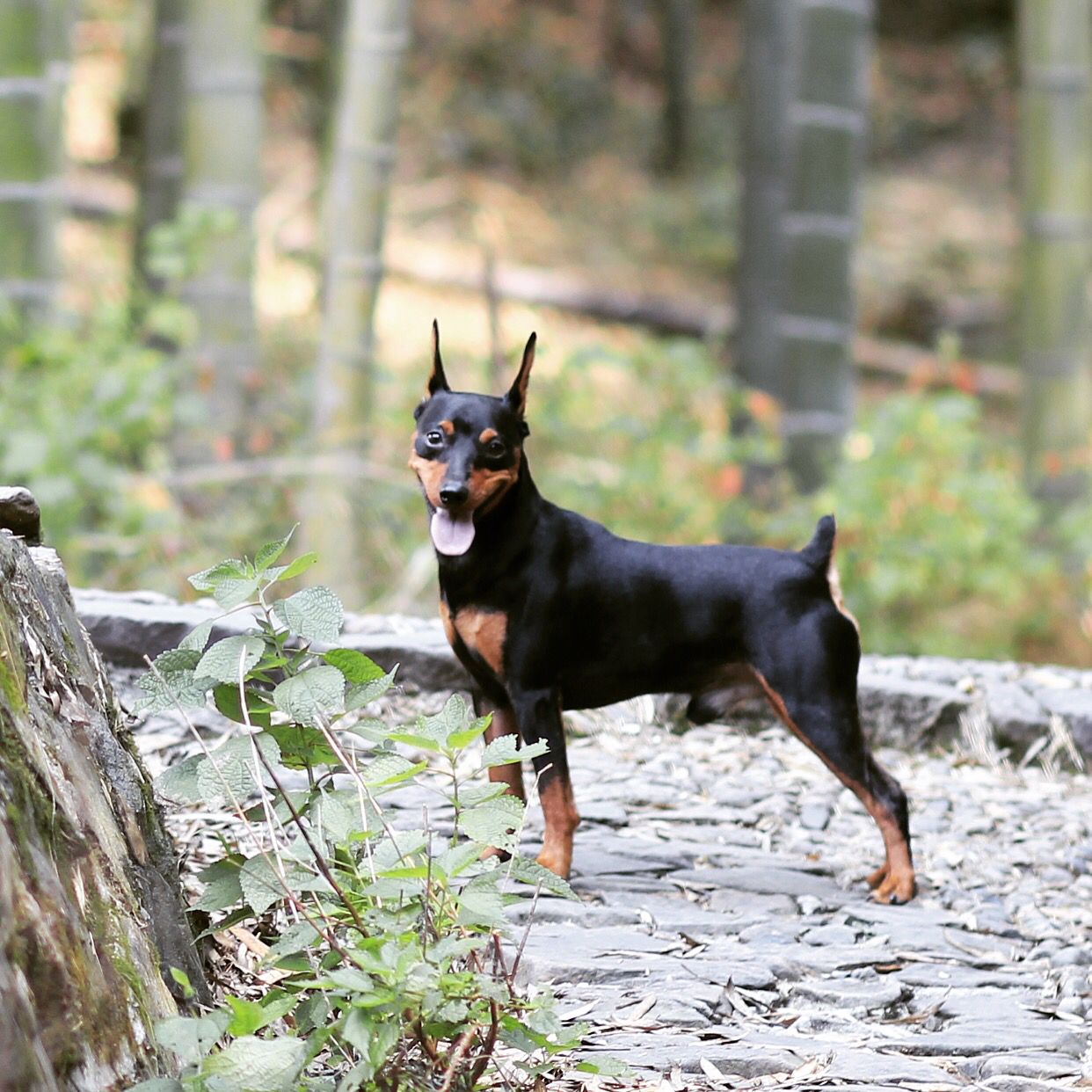 迷你杜宾犬