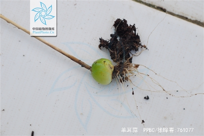  p>羊耳蒜,中药名.为兰科植物羊耳蒜 i>liparis japonica /i> (miq.