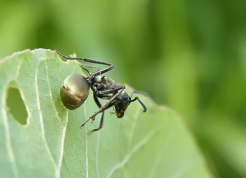  p>大黑木工蚁是一种大型工蚁,体长11~13mm,黑色,具细密网状刻点.