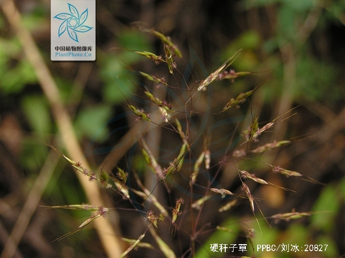  p> a href="#" data-lemmaid="4170895">硬秆子草 /a>,拉丁文名