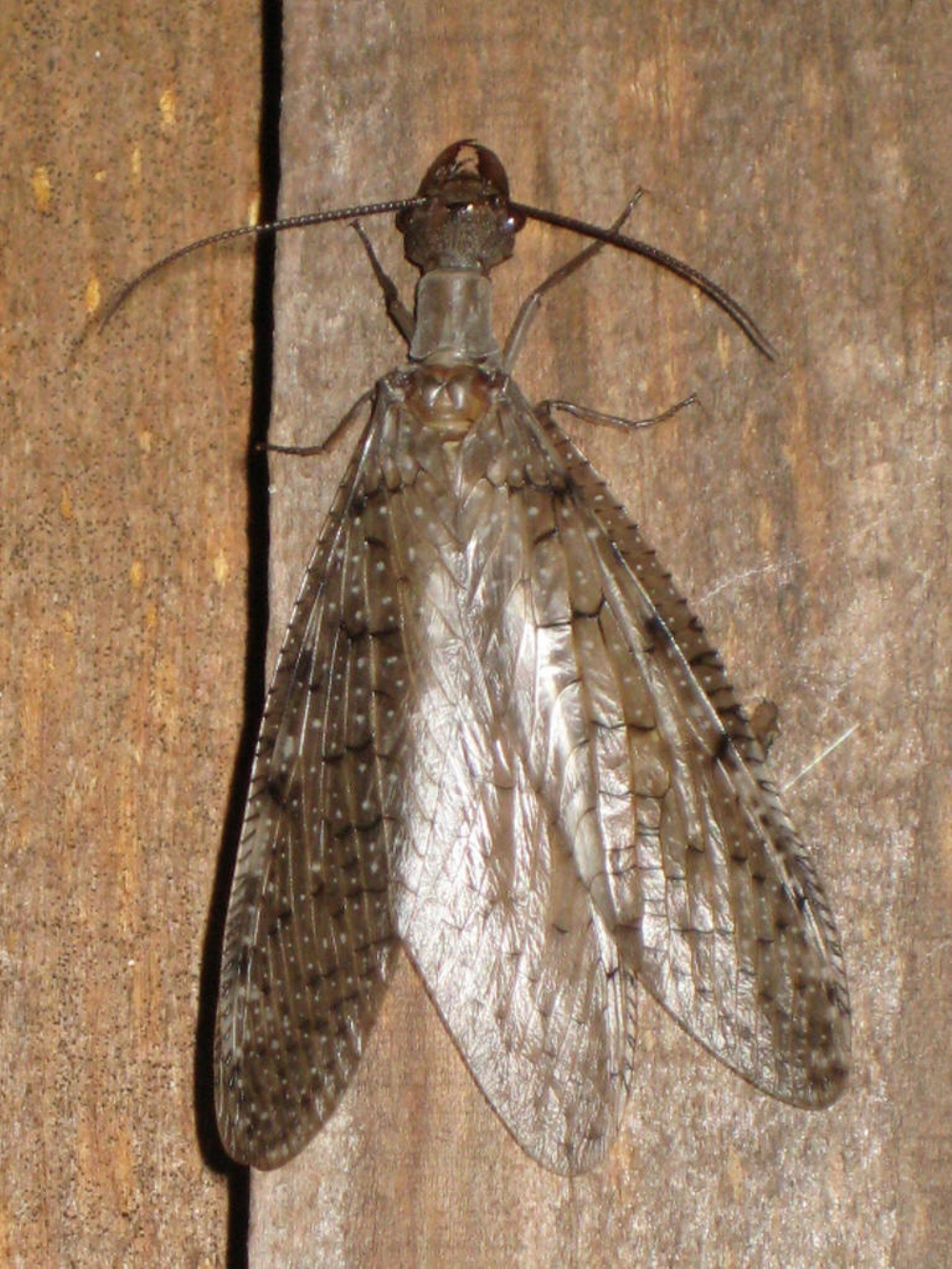  p>通称为 a href="#" data-lemmaid="273173">齿蛉 /a>或 a href="#"