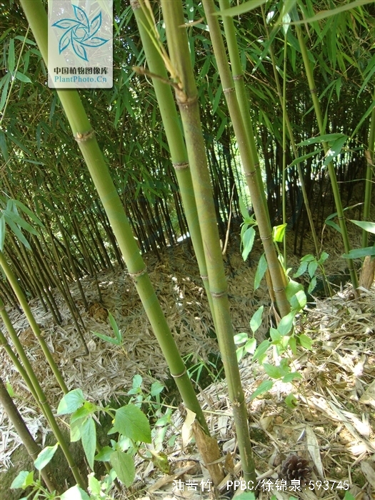  p>油苦竹(学名: i>pleioblastus oleosus /i> wen)是禾本科,大明竹属