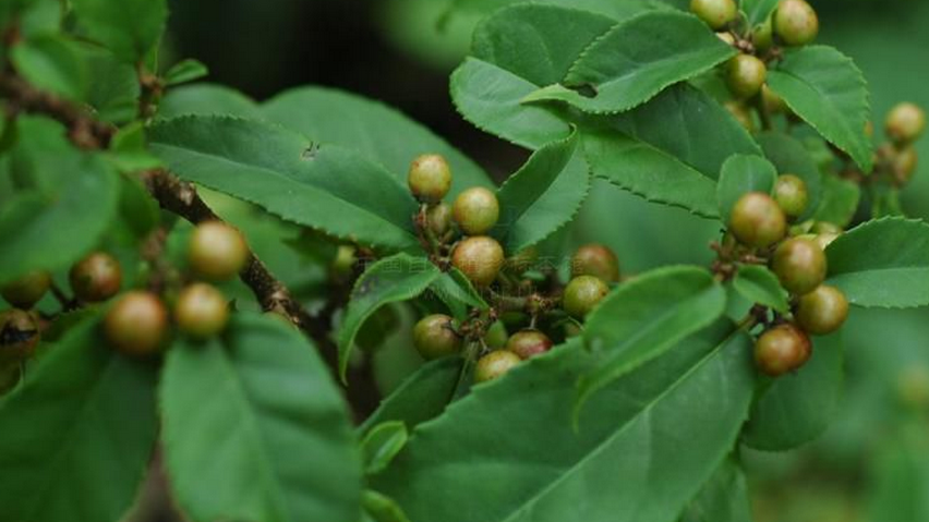 鼠李科鼠李属灌木或小乔木植物,高10米.