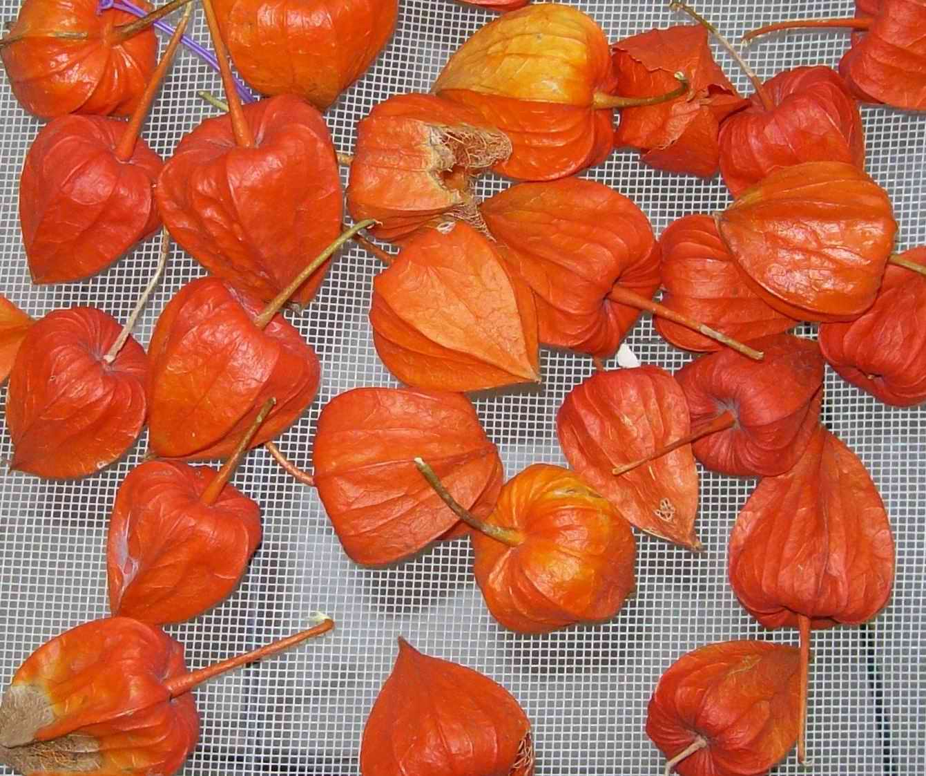  p>毛酸浆(学名: i>physalis pubescens /i> l.