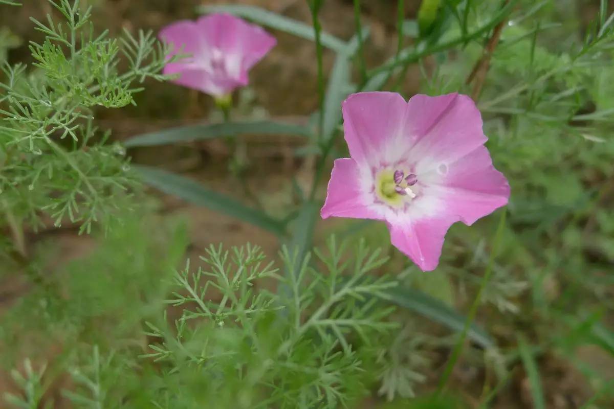 古人吃什么？《诗经》植物志：与弃妇有关的樗蓫葍_百科TA说