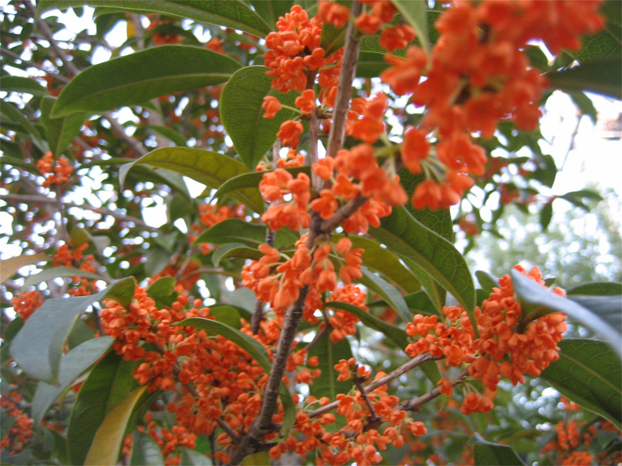  p>状元红(学名: i>osmanthus fragrans /i> 'zhuang yuan