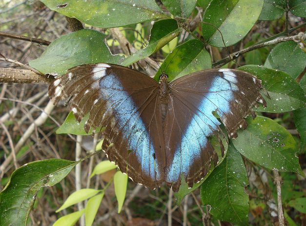 p>双列闪蝶, i>morpho achilles /i> (linnaeus, 1758),鳞翅目 a
