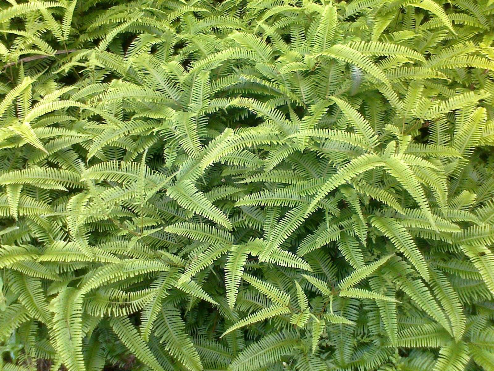  p>铁芒萁(拉丁学名dicranopteris linearis,英文名oldworld forked