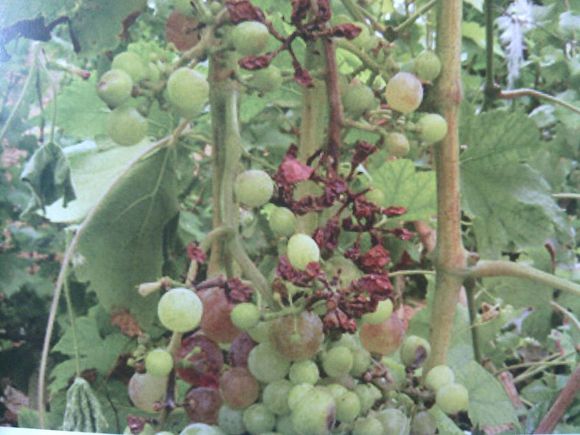 葡萄穗轴褐枯病