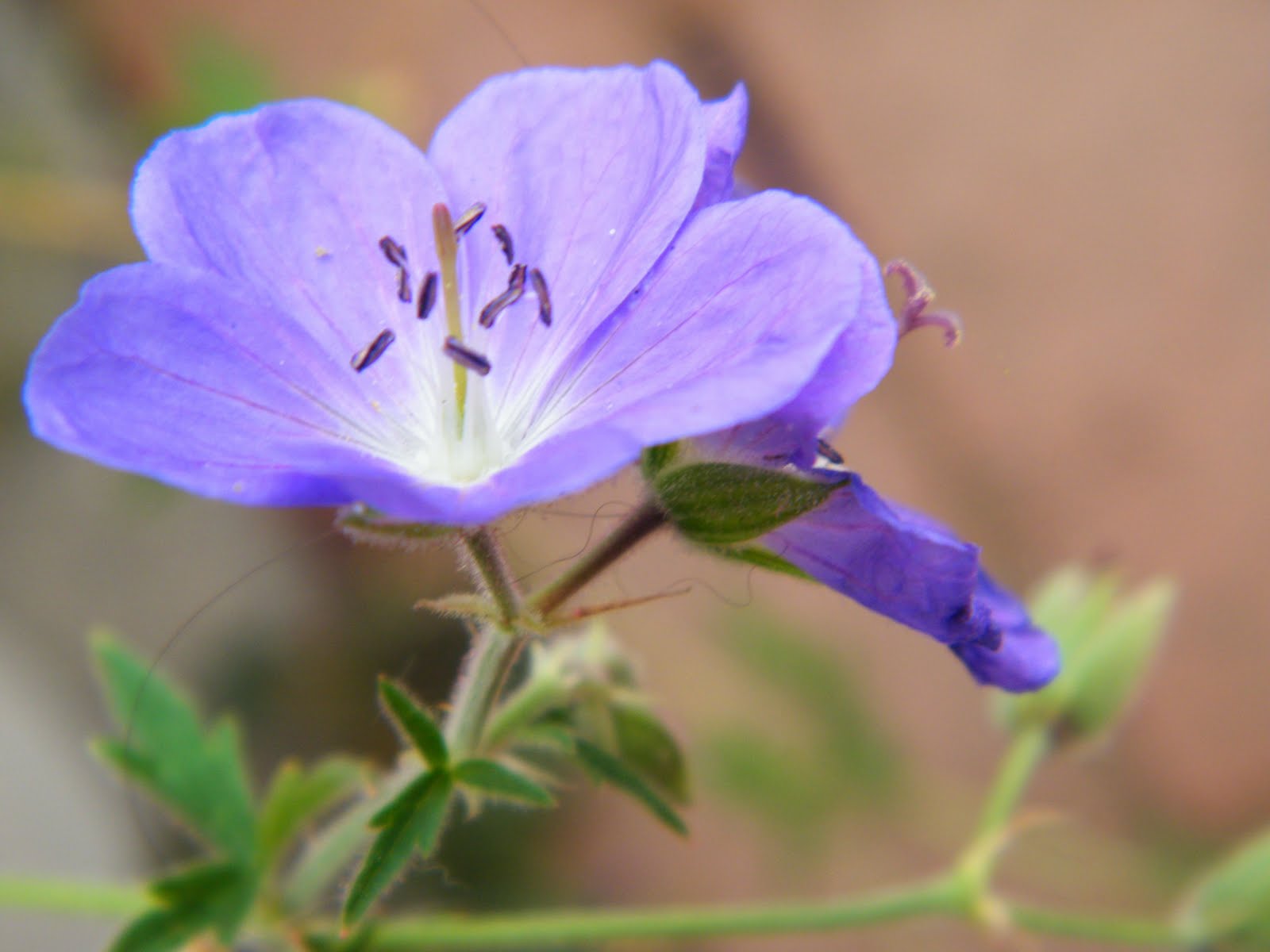  p>麦仙翁属(学名:agrostemma l.